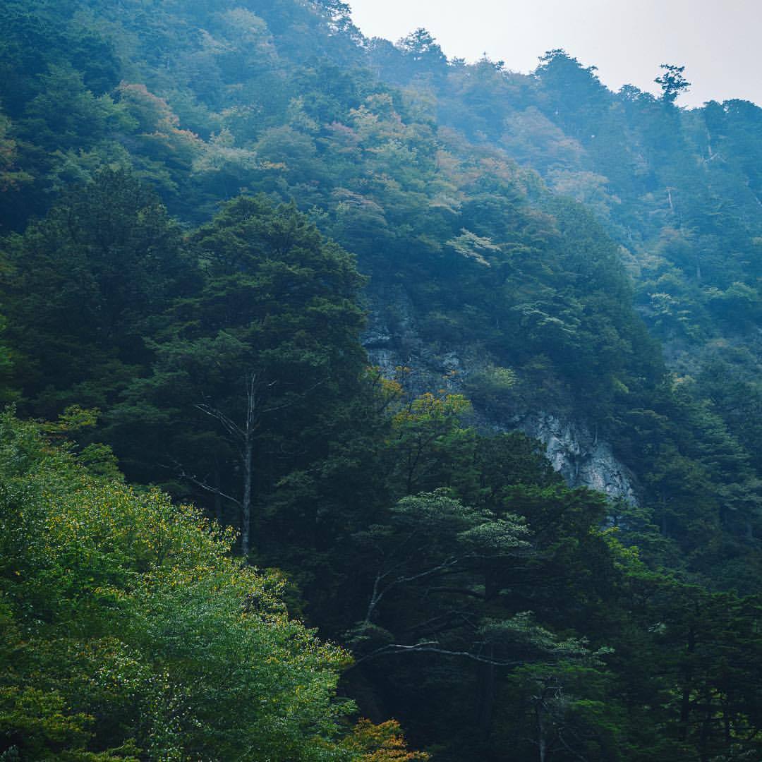 Odai 森林擴香禮盒組-日本山茶花 ビンとリード (Himeshara)