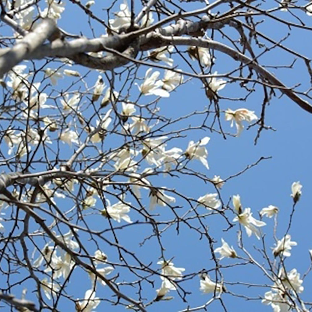Odai 芳香蒸餾水