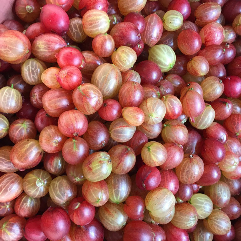 LBJ 粉紅醋栗&接骨木花果醬 PINK GOOSEBERRY & ELDERFLOWER JAM