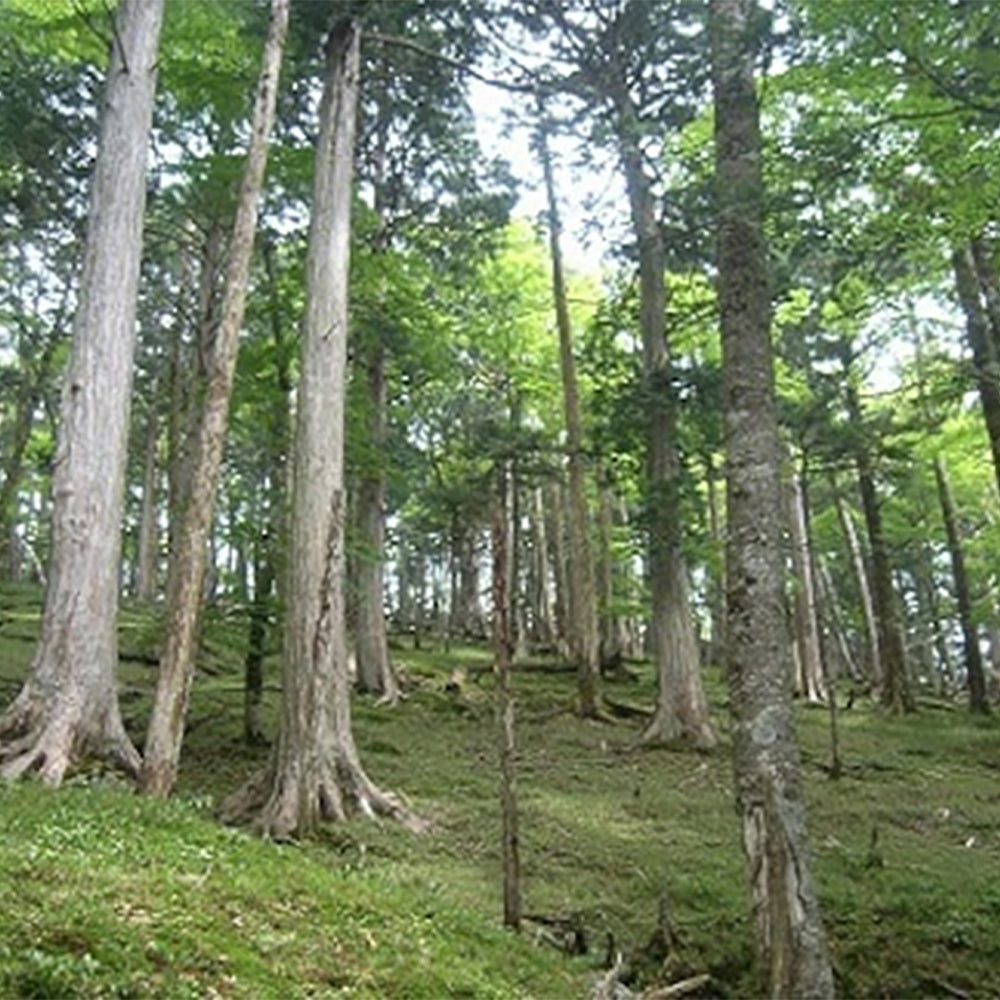 Odai 日本檜木片